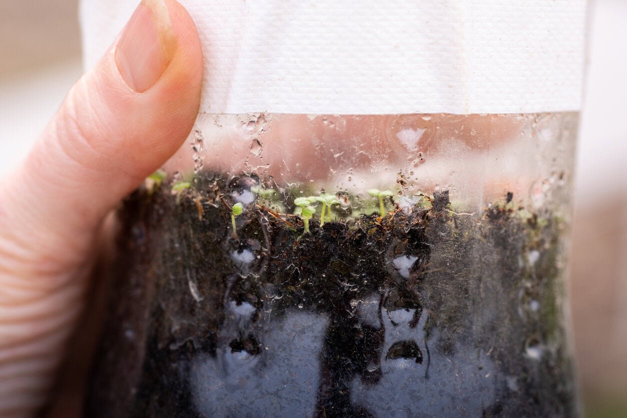 Snapdragon seedlings in a plastic bottle that germinated after stratification outdoors during winter.