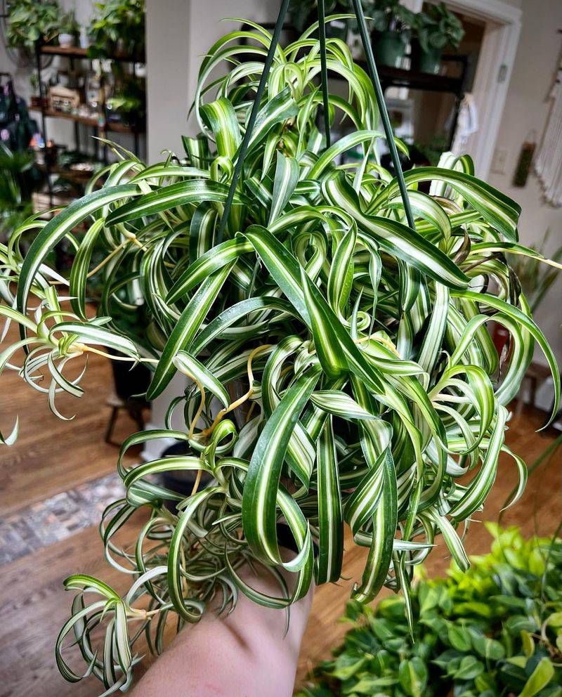 Spider Plant