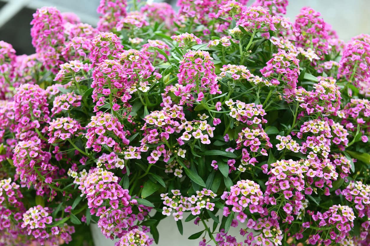 Sweet Alyssum