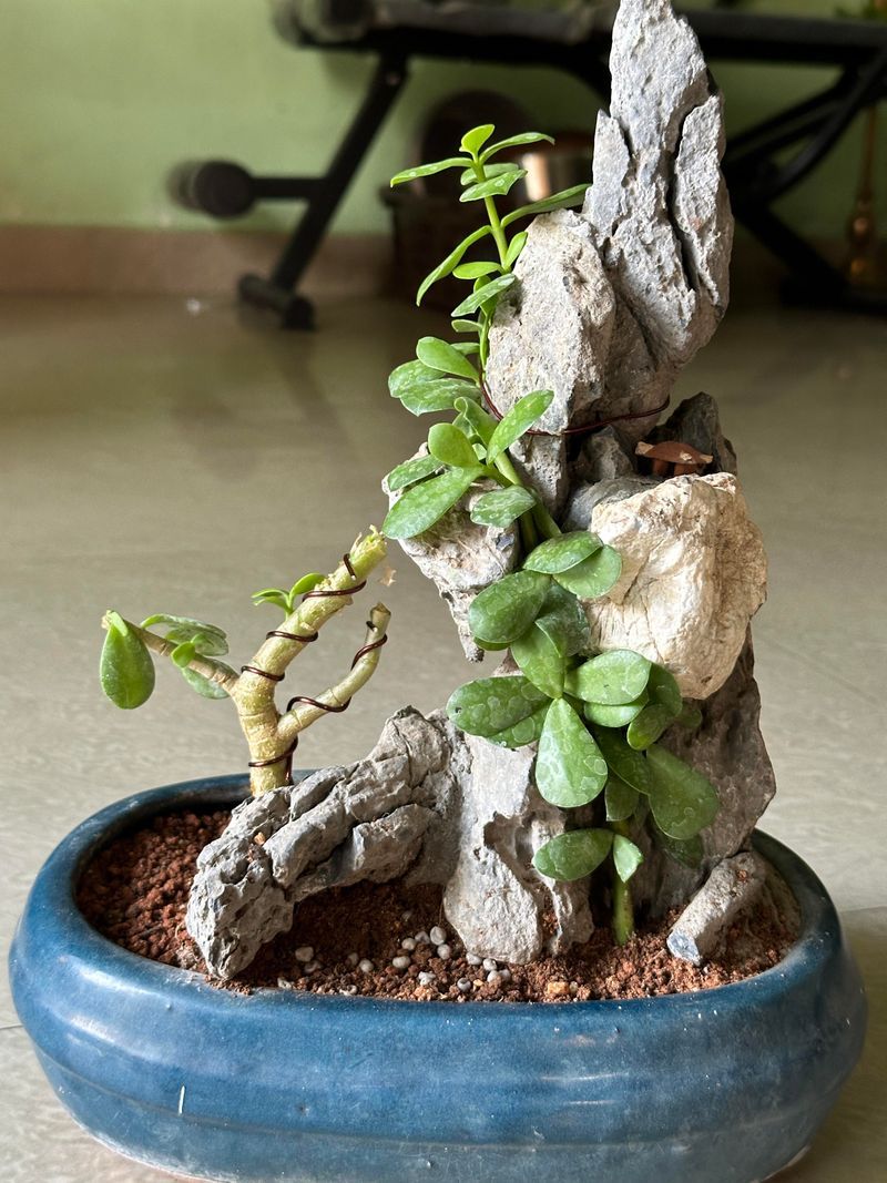 Trunk Fusion Technique