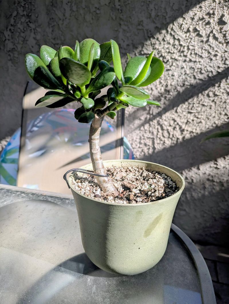 Trunk Thickening Methods