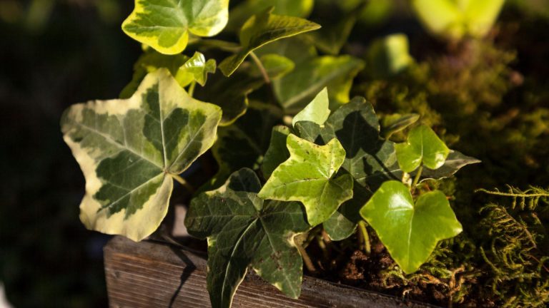 Deze populaire kamerplant zuivert de lucht én helpt schimmelsporen te verminderen