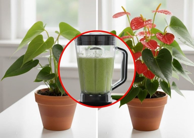 Even sprayen is genoeg en je anthurium bloeit volop met gezonde wortels