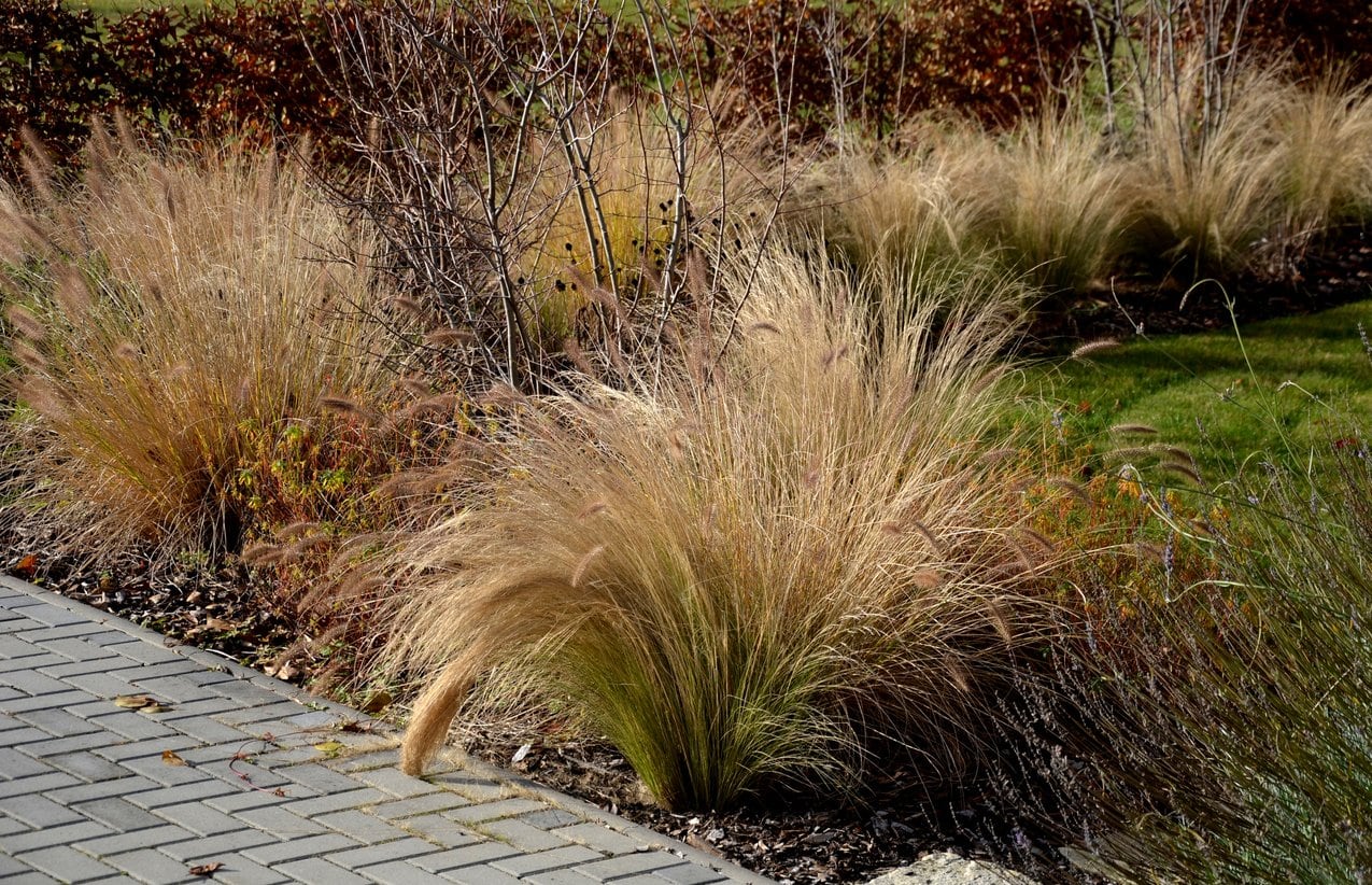 ornamental grasses fall