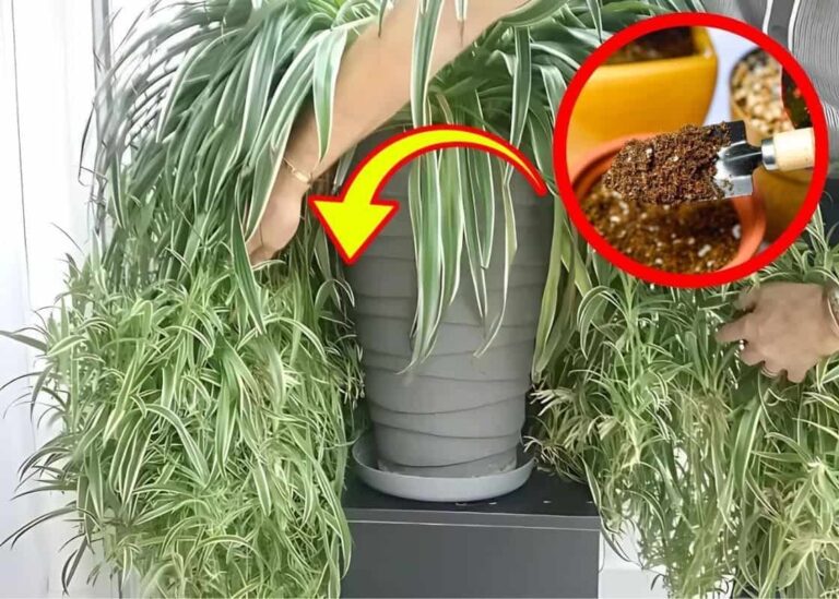 Top 10 Geheimen Voor Het Kweken Van De Grootste En Gezondste Graslelies