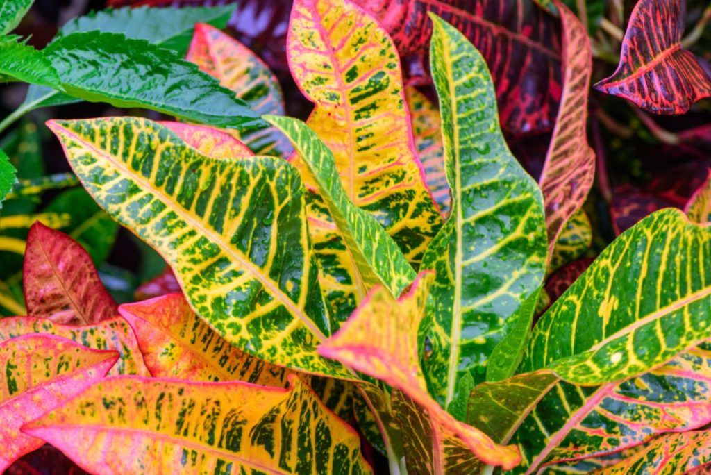 variagated croton plant