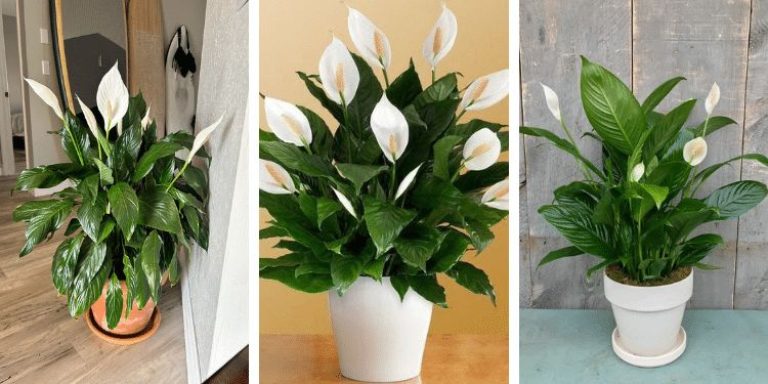 Lepelplant verzorgen in januari: 6 stappen voor nieuwe bloemen