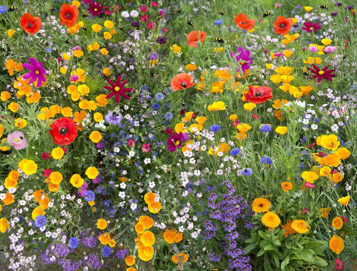 wild flower mix garden (self-seeding)