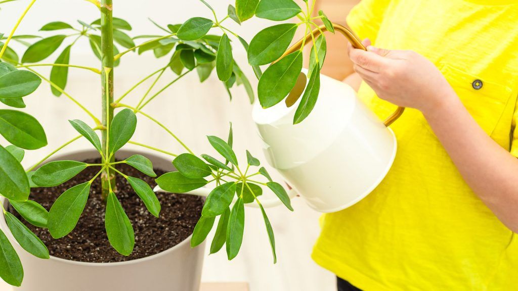 woman watering schefflera plant