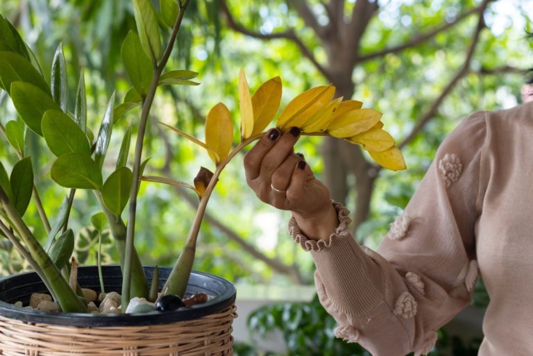 Zet Je ZZ-plant Hier Niet—Hij Kan Stoppen Met Groeien