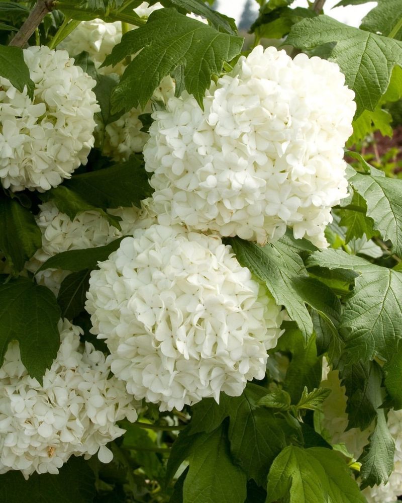 11. Viburnum