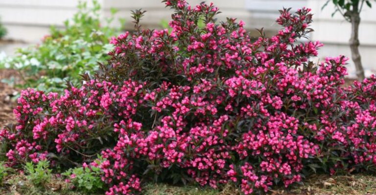 13 onderhoudsarme struiken die makkelijk te kweken zijn, maar er duur uitzien