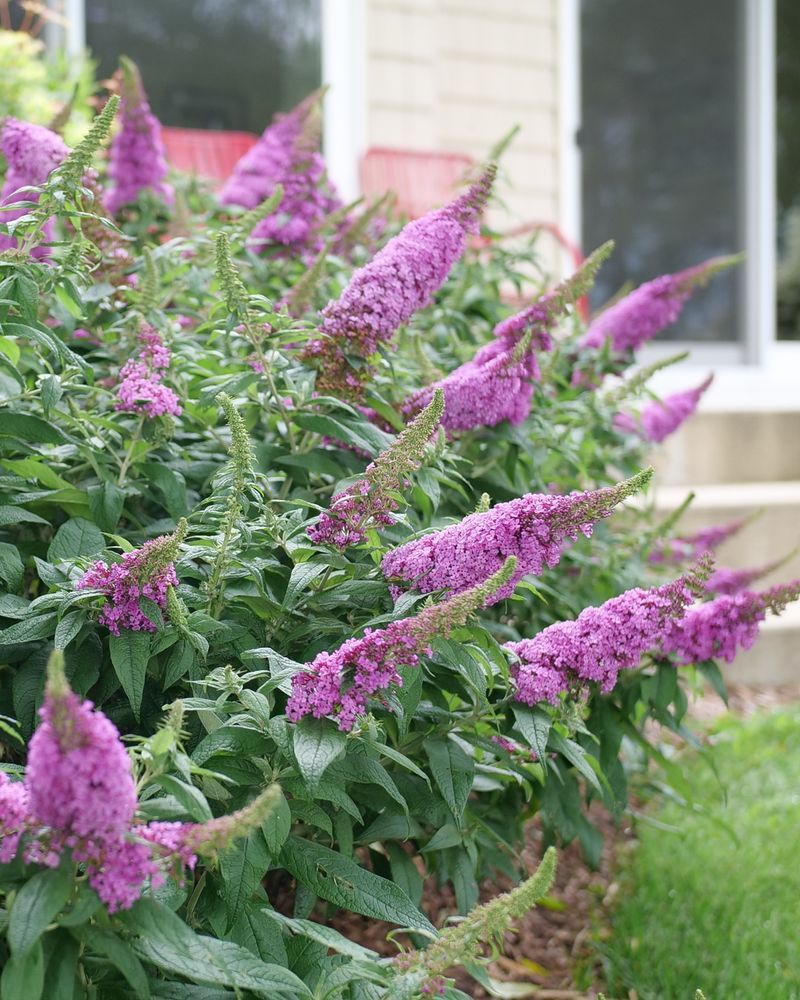 13. Butterfly Bush
