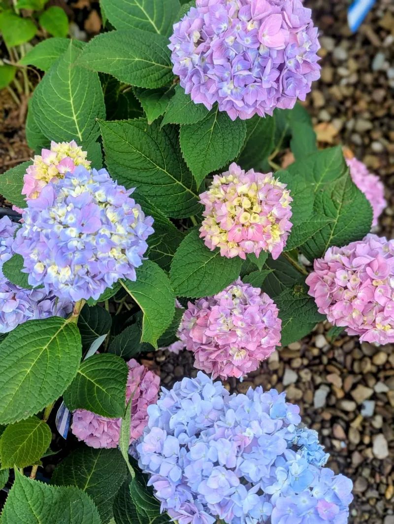 2. Hydrangea