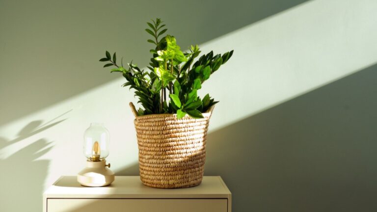 37 feng shui-planten voor je woonkamer – welke kies je voor positieve energie in deze belangrijke ruimte