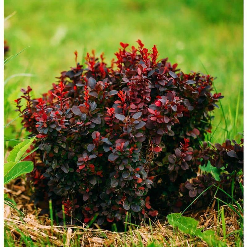 6. Japanese Barberry