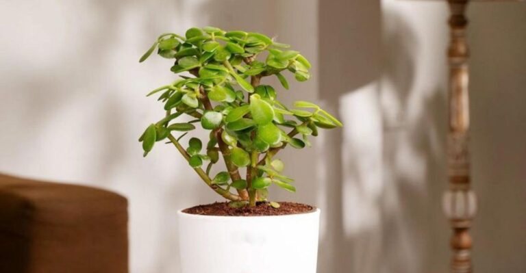 7 simpele trucs om je jadeplant beter te laten bloeien