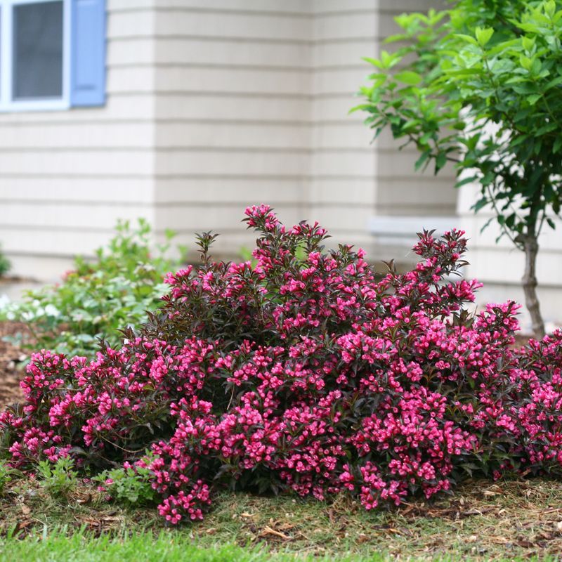 9. Weigela