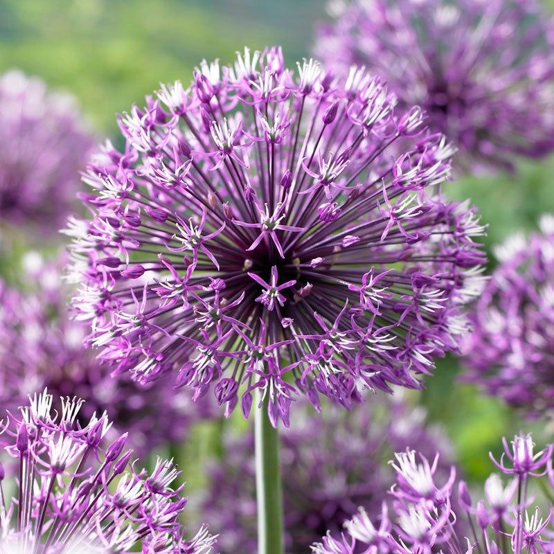 Alliums