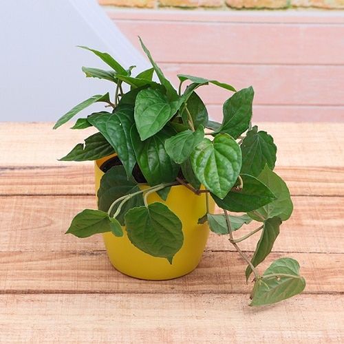 Best Indoor Vines & Climbers Betel Leaf Plant