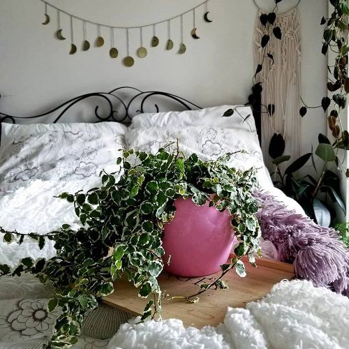 Best Indoor Vines & Climbers Creeping Fig