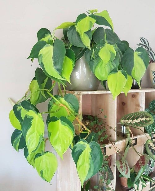 Best Indoor Vines & Climbers Heartleaf Philodendron