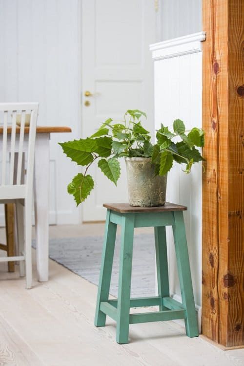 Best Indoor Vines & Climbers Kangaroo Vine