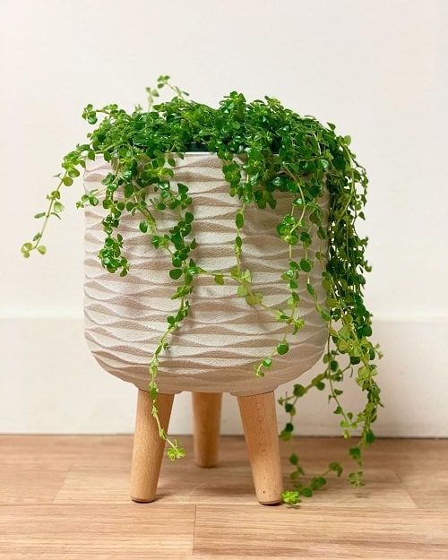 Best Indoor Vines & Climbers Pilea