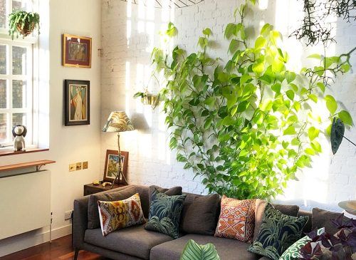 Best Indoor Vines & Climbers Pothos