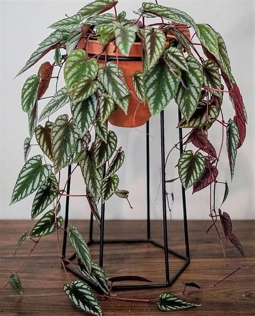 Best Indoor Vines & Climbers Rex Begonia Vine