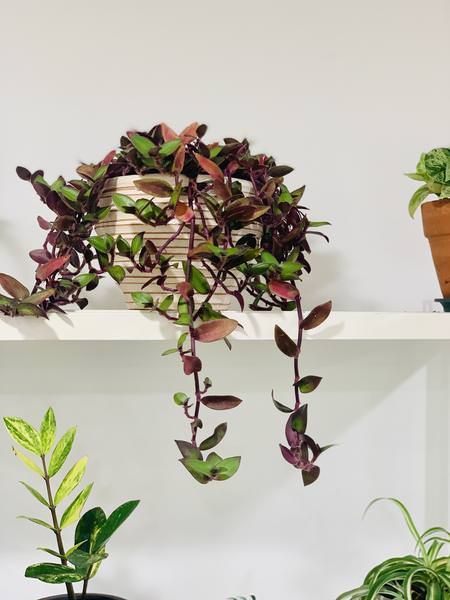 Best Indoor Vines & Climbers Teddy Bear Vine