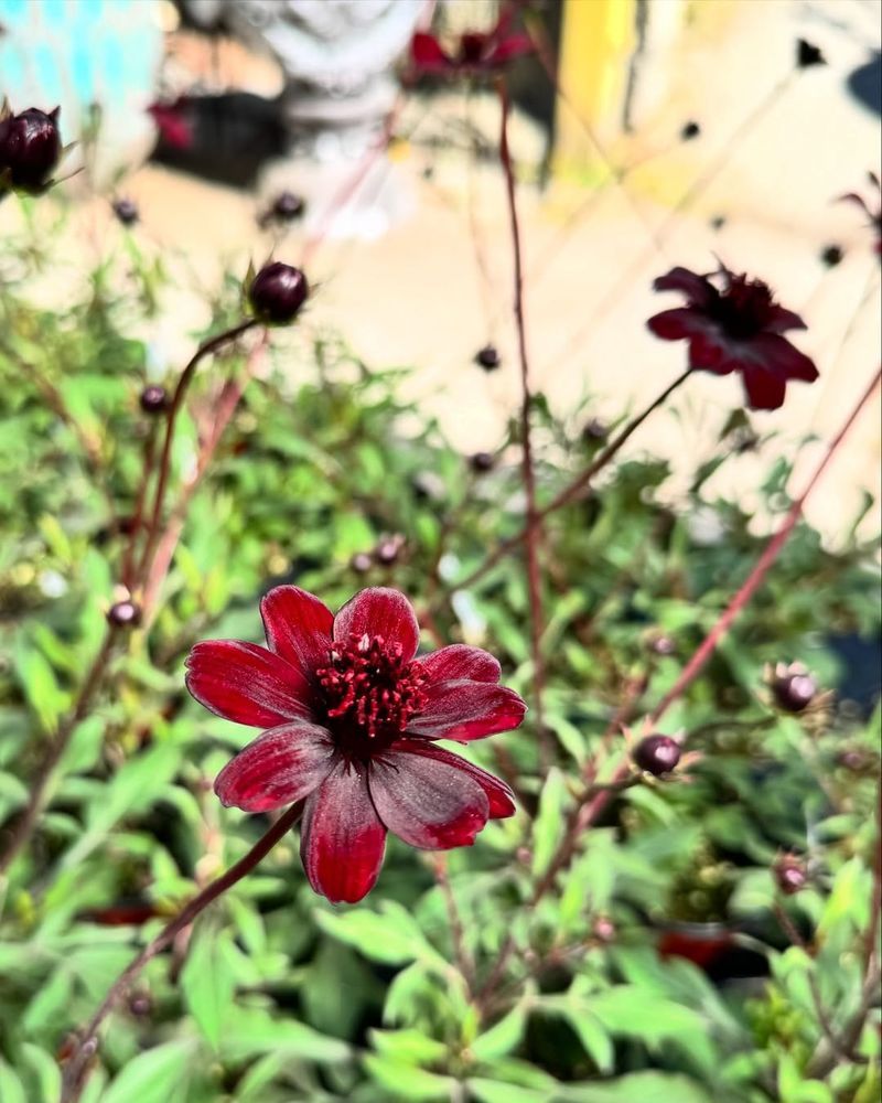 Chocolate Cosmos