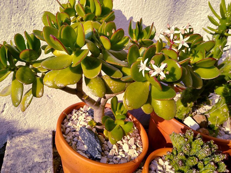 Choose The Right Pot Size