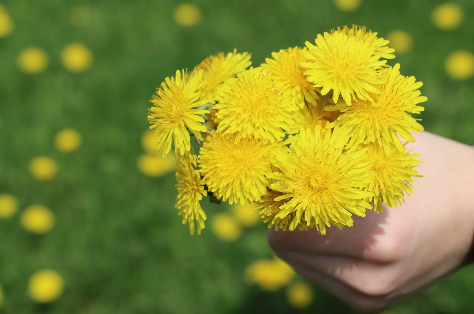 Dandelions in hand