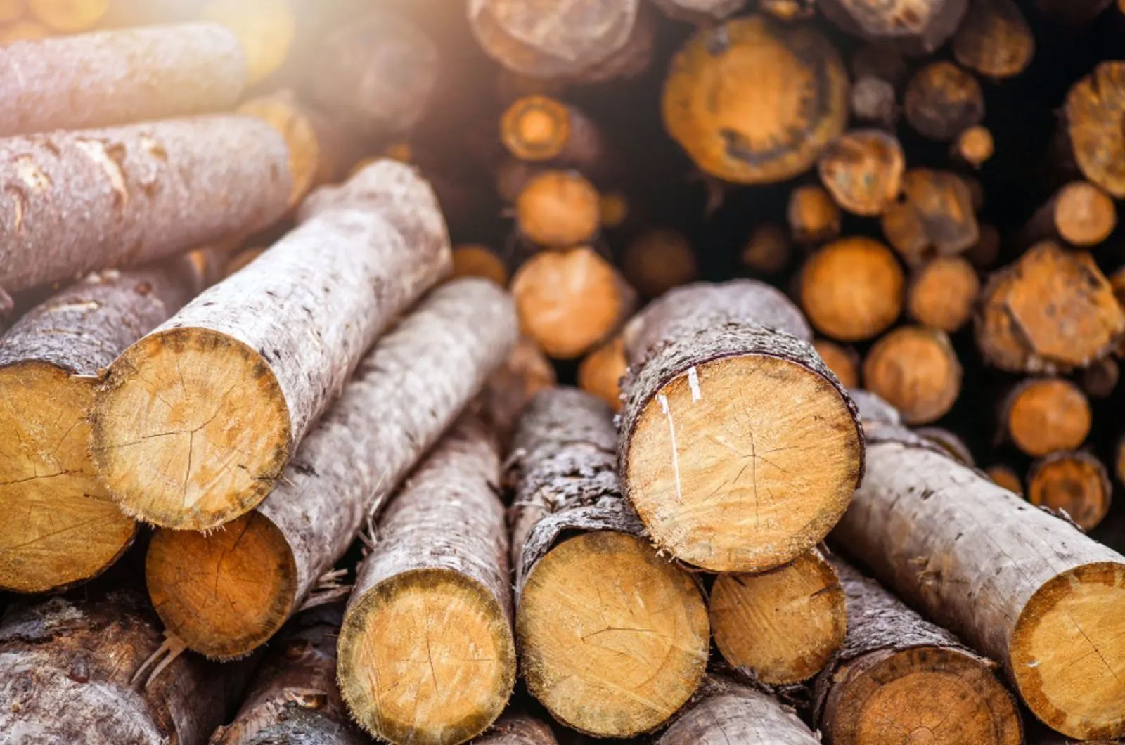 Forest pine and spruce trees