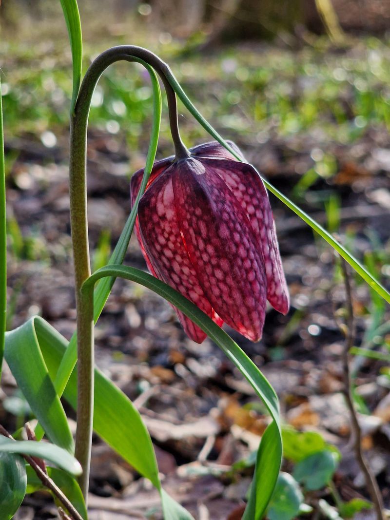 Fritillaria