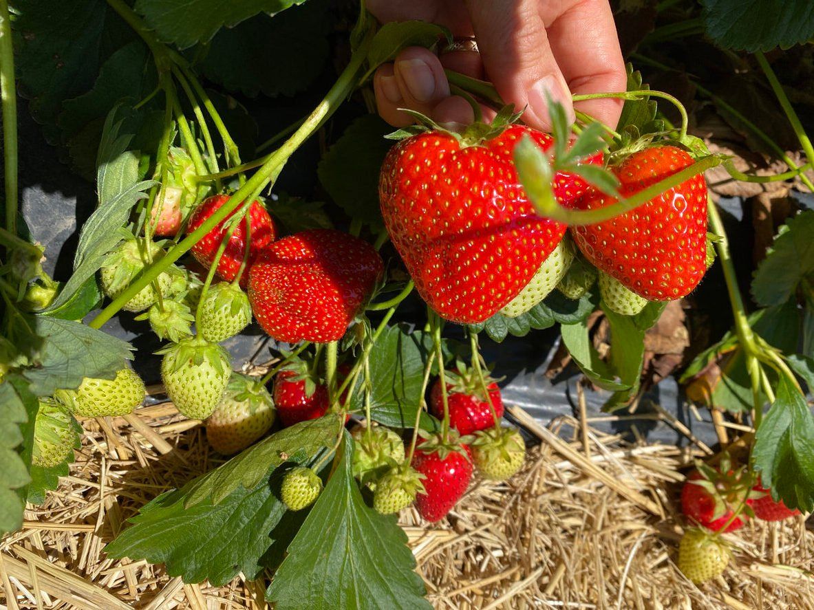 Huge strawberries