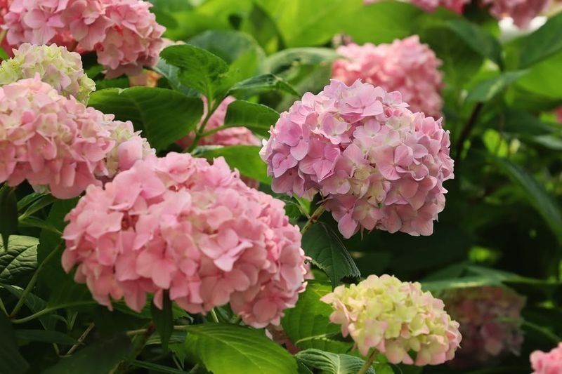 Inspect for Winter Damage and Pests