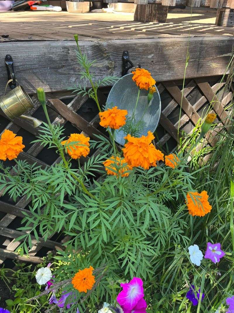 Mexican Marigold