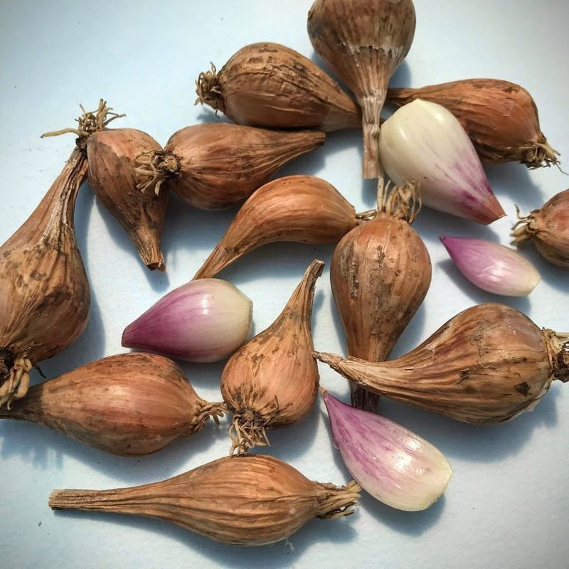 Shallots