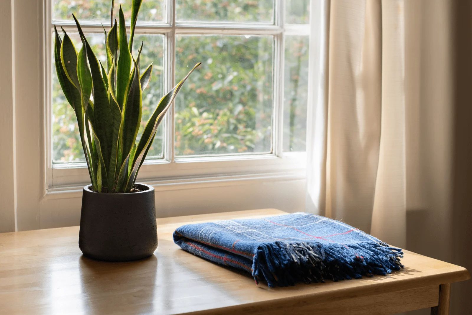 Snake Plant in a pot on the table