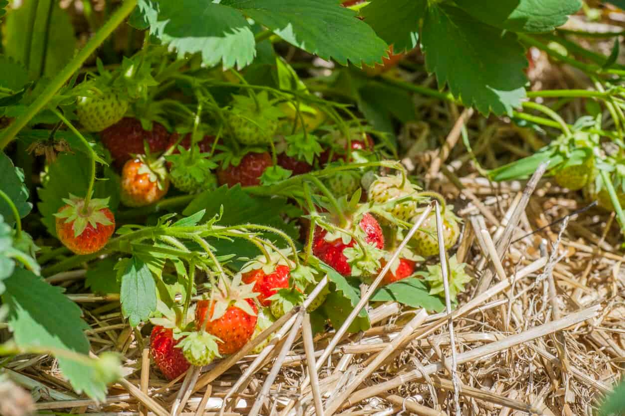 Strawberries  Mulch With Straw