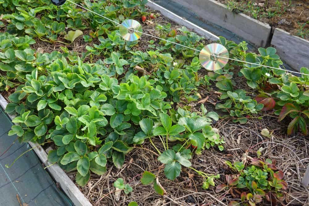 Strawberry Plant CDs