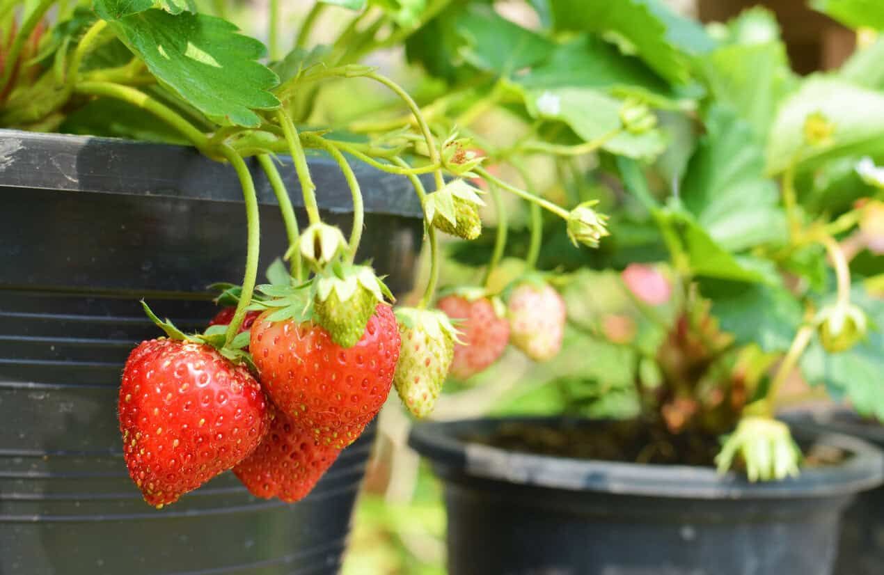 Strawberry plant