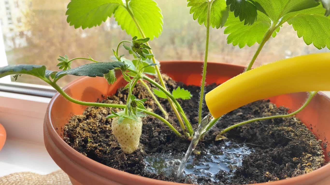 Watering strawberry seedlings