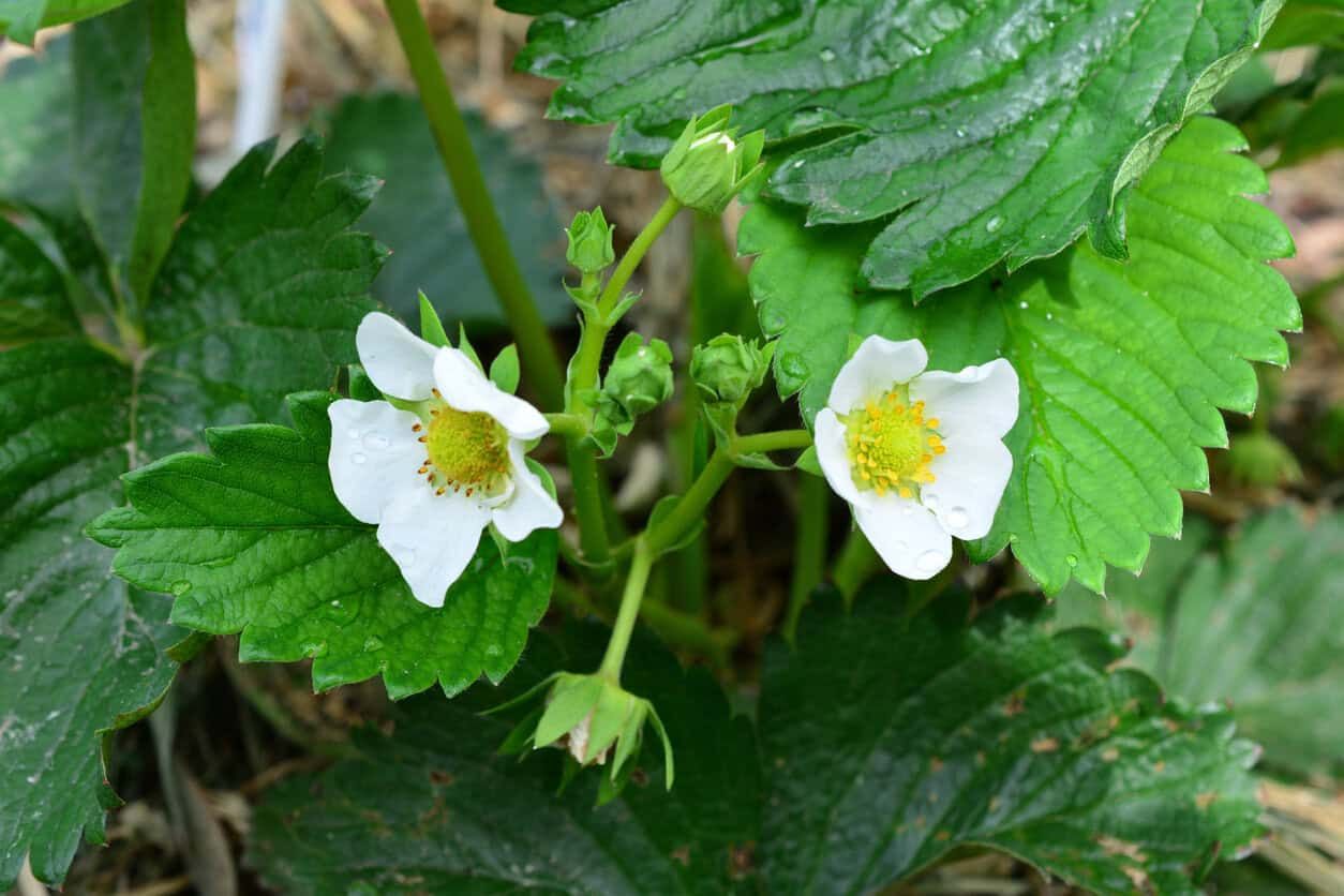 a close up of Strawberry plant with white flowers and water drops