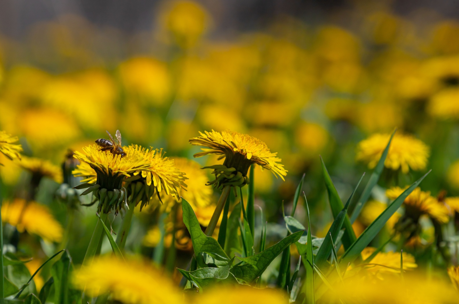 bee on dandelion