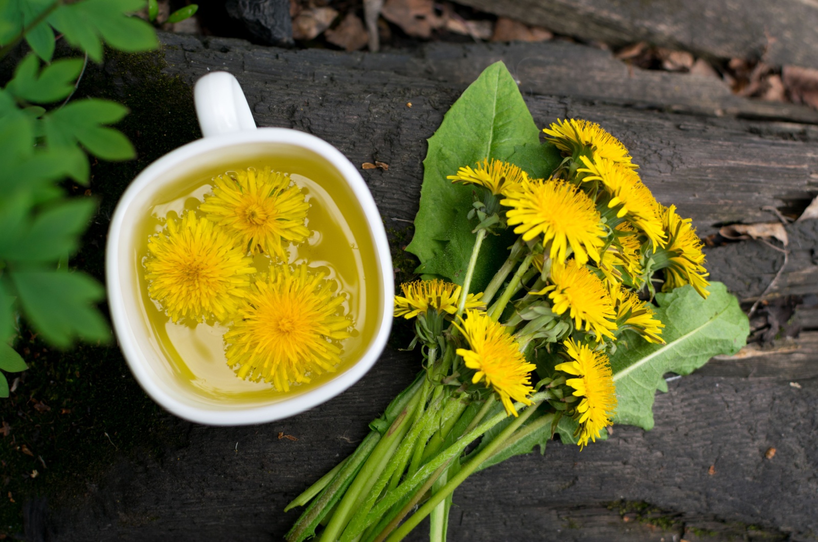 dandelion leaf tea