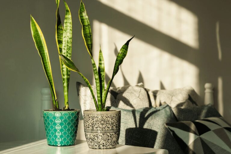 Gebruik Deze Tips Om De Beste Pot Voor Een Sansevieria Te Kiezen En Zie Hoe Hij Opgroeit