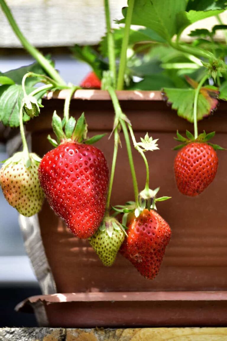 12 professionele tips voor het kweken van grote, sappige aardbeien thuis